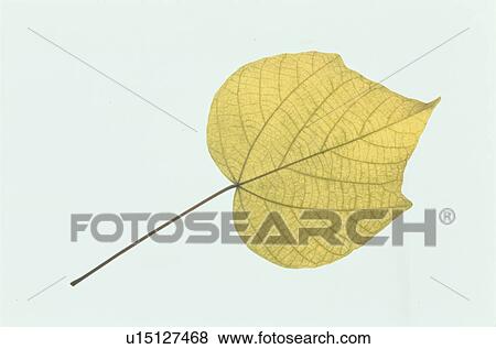 Stock Photo - Yellow Leaves. Fotosearch
