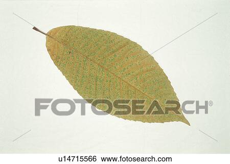 Stock Photograph - Yellow Leaves. Fotosearch