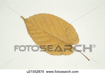 Stock Photography - Yellow Leaves. Fotosearch