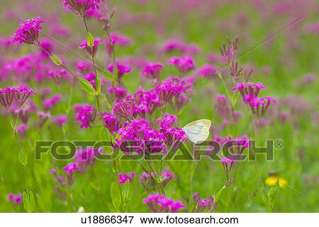 A Flower And A Butterfly View Large Photo Image Stock Photo - A Flower And A Butterfly. Fotosearch