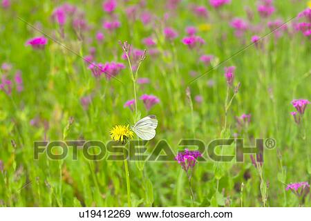 A Flower And A Butterfly View Large Photo Image Stock Photo - A Flower And A Butterfly. Fotosearch