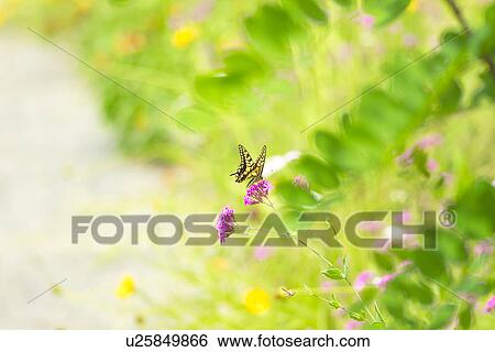 Stock Photograph - A Pink Flower And A Butterfly. Fotosearch