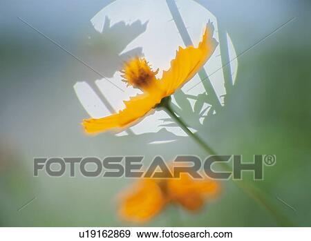 A Silhouette Of Cosmos View Large Photo Image Stock Photo - A Silhouette Of Cosmos. Fotosearch