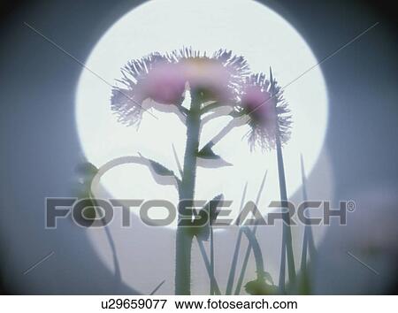 Stock Photo - A Silhouette Of The Flower. Fotosearch