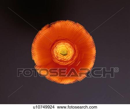 Blurry Gerbera Daisy View Large Photo Image Picture - Blurry Gerbera Daisy. Fotosearch
