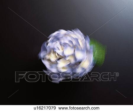 Blurry Hydrangea View Large Photo Image Stock Photo - Blurry Hydrangea. Fotosearch