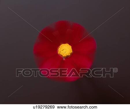Stock Photo - Blurry Red Flower. Fotosearch