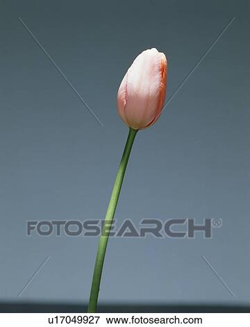 Bud Of Tulip View Large Photo Image Stock Photo - Bud Of Tulip. Fotosearch