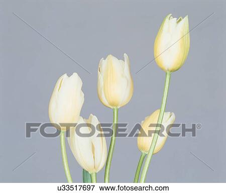 Buds Of Yellow Tulips View Large Photo Image Stock Photo - Buds Of Yellow Tulips. Fotosearch