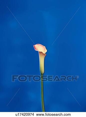 Calla Lily View Large Photo Image Picture - Calla Lily. Fotosearch