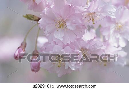Stock Photography - Cherry Blossom. Fotosearch