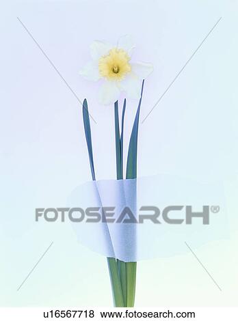 Daffodil View Large Photo Image Stock Photo - Daffodil. Fotosearch