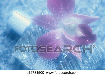 Stock Image - Flower On Perfume Bottle. Fotosearch