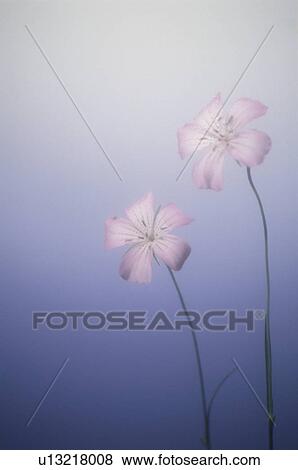 Flower View Large Photo Image Stock Photo - Flower. Fotosearch