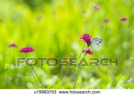 Stock Image - Gypsy Rose And A Butterfly. Fotosearch