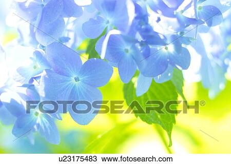 Stock Image - Hydrangea. Fotosearch