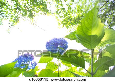 Stock Photography - Hydrangea. Fotosearch