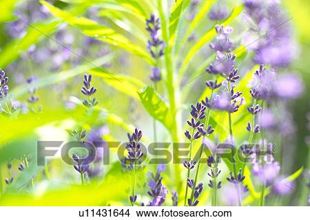 Picture - Lavender. Fotosearch