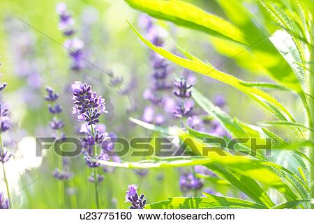 Lavender View Large Photo Image Stock Image - Lavender. Fotosearch