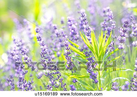 Stock Photo - Lavender. Fotosearch