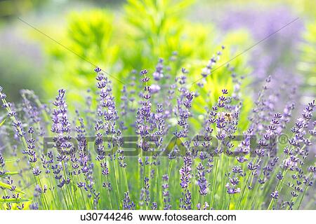 Lavender View Large Photo Image Stock Photograph - Lavender. Fotosearch