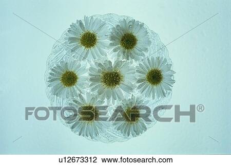 Marguerite Daisies In Circle View Large Photo Image Stock Image - Marguerite Daisies In Circle. Fotosearch