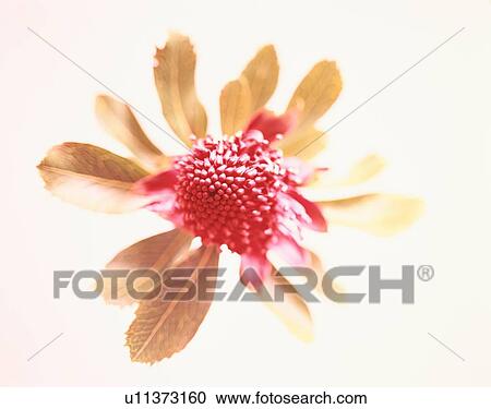 Stock Image - Petals Of Flower. Fotosearch
