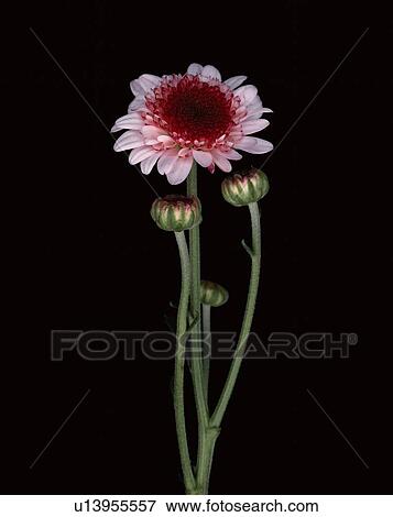 Pink Cut Flower View Large Photo Image Stock Photo - Pink Cut Flower. Fotosearch
