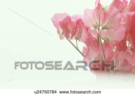 Picture - Pink Flowers Of Sweetpea. Fotosearch