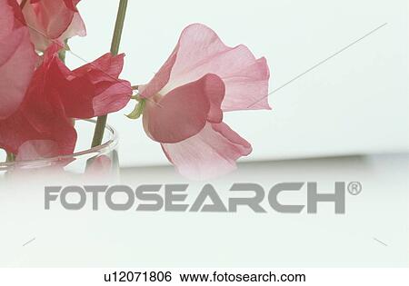 Stock Photograph - Pink Flowers Of Sweetpea. Fotosearch