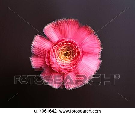 Stock Image - Pink Gerbera Daisy. Fotosearch