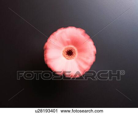 Stock Image - Pink Gerbera Daisy. Fotosearch