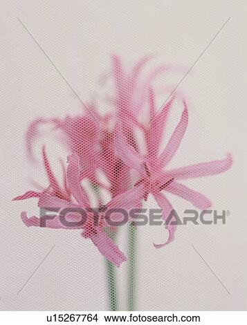 Pink Lilies View Large Photo Image Picture - Pink Lilies. Fotosearch