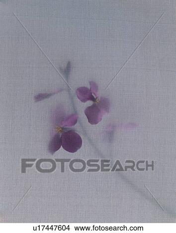 Picture - Purple Flower. Fotosearch