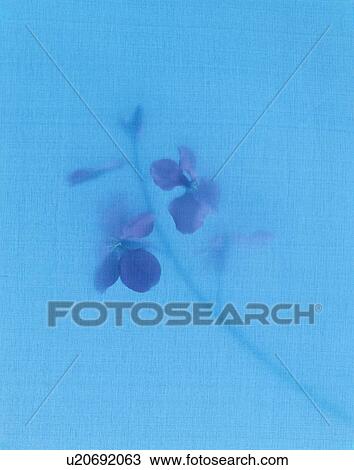 Purple Flower View Large Photo Image Stock Image - Purple Flower. Fotosearch