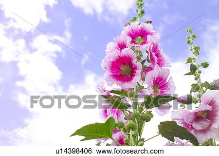 Purple Flower View Large Photo Image Stock Photograph - Purple Flower. Fotosearch
