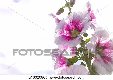 Stock Photography - Purple Flower. Fotosearch