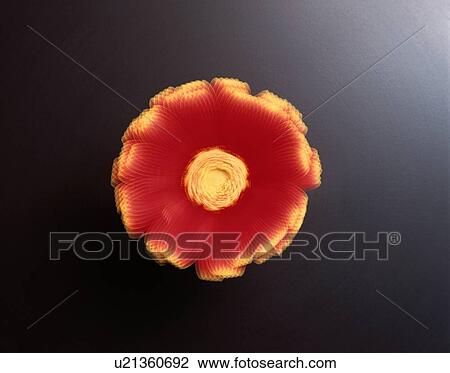 Red Transvaal Daisy View Large Photo Image Stock Image - Red Transvaal Daisy. Fotosearch
