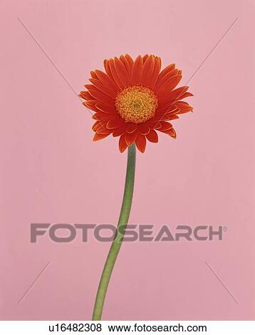 Stock Photo - Red Transvaal Daisy. Fotosearch
