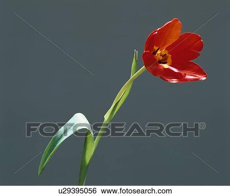 Red Tulip View Large Photo Image Stock Photograph - Red Tulip. Fotosearch