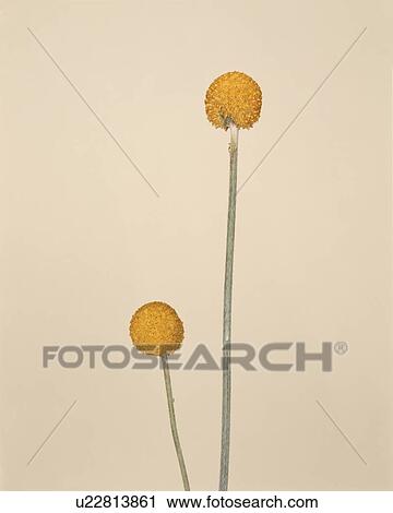 Round Flower View Large Photo Image Stock Image - Round Flower. Fotosearch