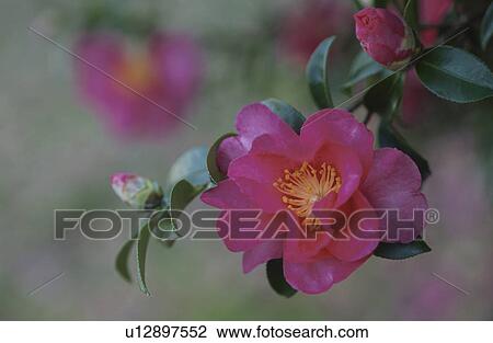 Stock Image - The Flower Of Sasanqua. Fotosearch