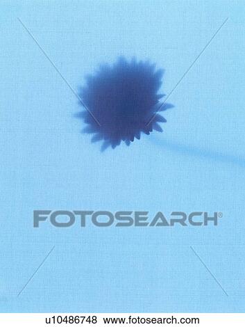 Stock Photo - Transvaal Daisy. Fotosearch