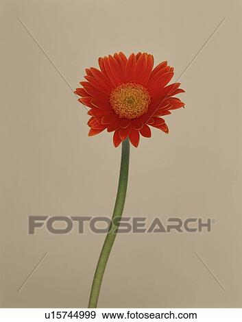 Transvaal Daisy View Large Photo Image Stock Photo - Transvaal Daisy. Fotosearch