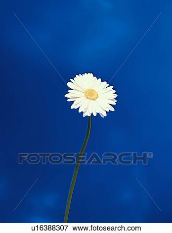 Stock Photo - Transvaal Daisy. Fotosearch