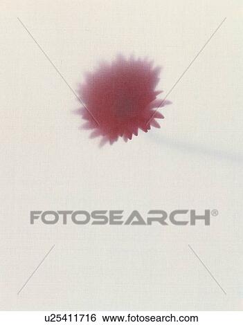 Transvaal Daisy View Large Photo Image Stock Photograph - Transvaal Daisy. Fotosearch