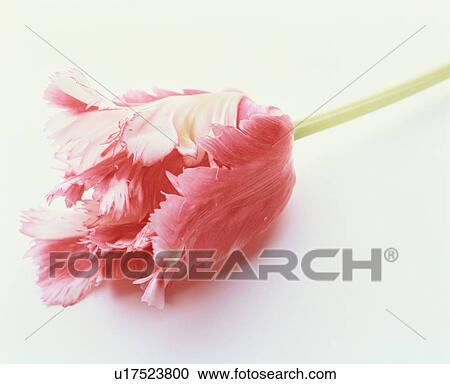 Tulip With Curled Petals View Large Photo Image Stock Image - Tulip With Curled Petals. Fotosearch