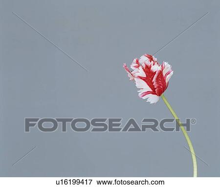 Tulip With Curled Petals View Large Photo Image Stock Photo - Tulip With Curled Petals. Fotosearch
