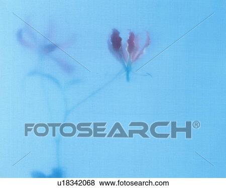 Stock Photo - Twig Of Flower. Fotosearch