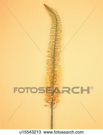 Yellow Cluster Flower View Large Photo Image Stock Image - Yellow Cluster Flower. Fotosearch